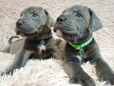 Кане корсо! Родовід. Бронь!