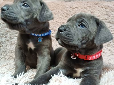 Кане корсо! Родовід. Бронь!