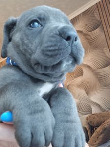 Кане корсо! Родовід. Бронь!