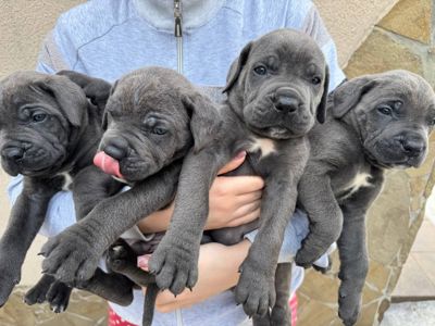 Кане корсо! Родовід. Бронь!