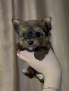 Голдаст хлопчики йорка