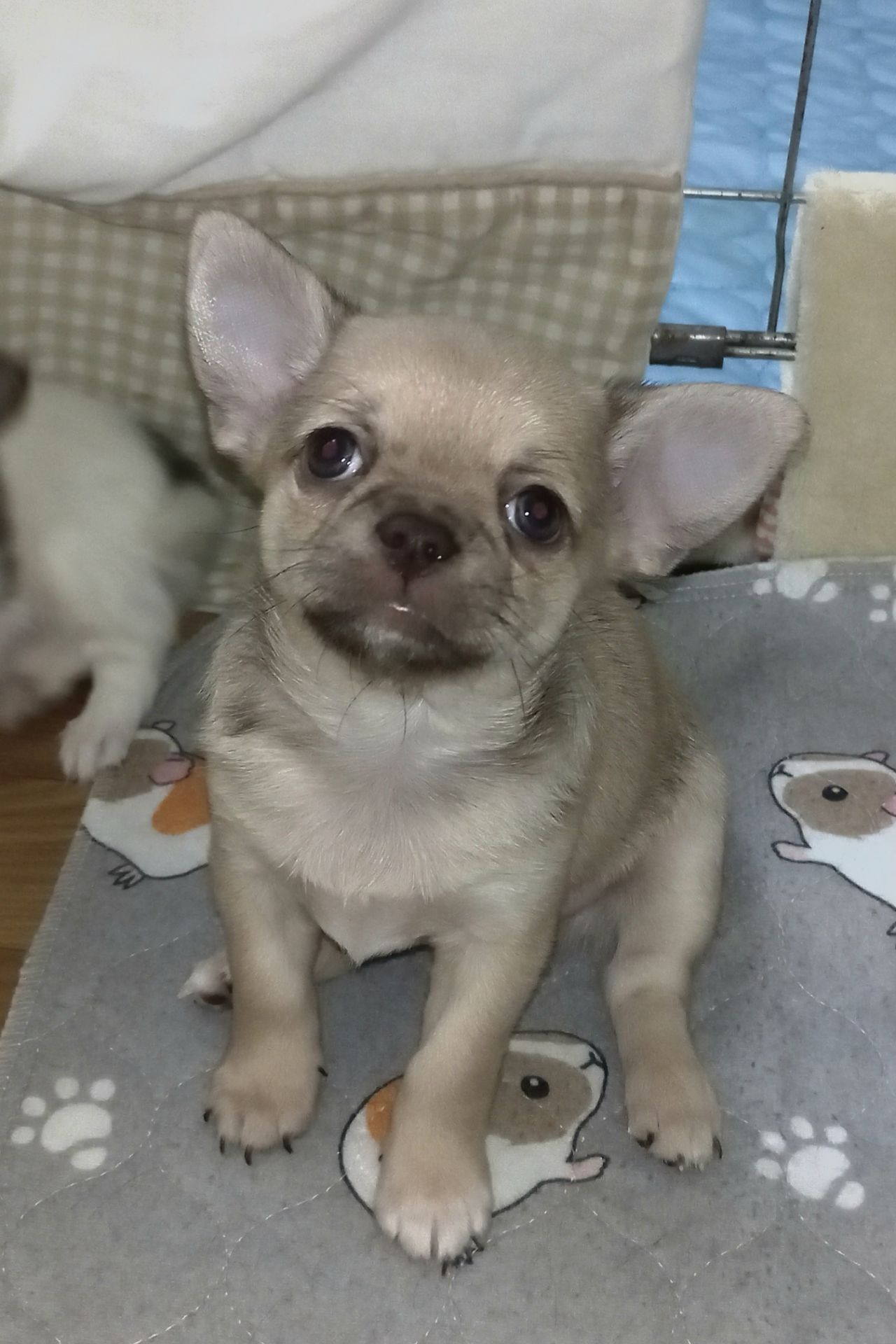 Красива дівчина чихуахуа КСУ