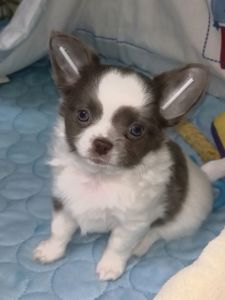 Песик чихуахуа КСУ