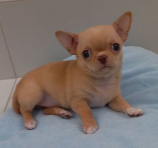 Маленька красуня чихуахуа