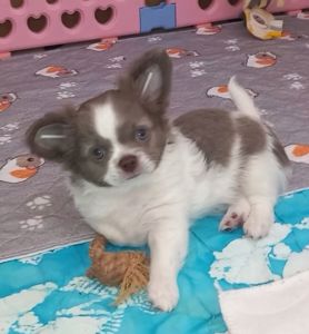 Цуценята чихуахуа