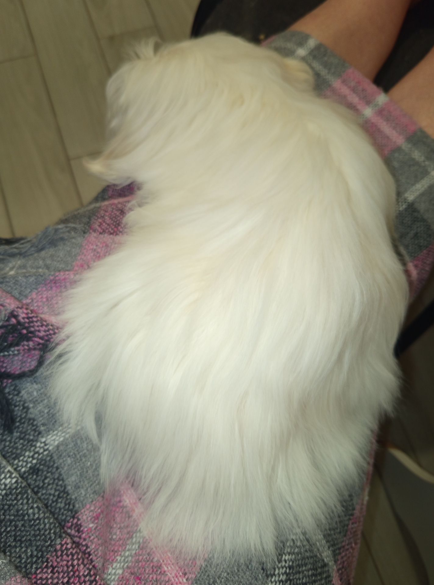 Мальчик мальтийской болонки