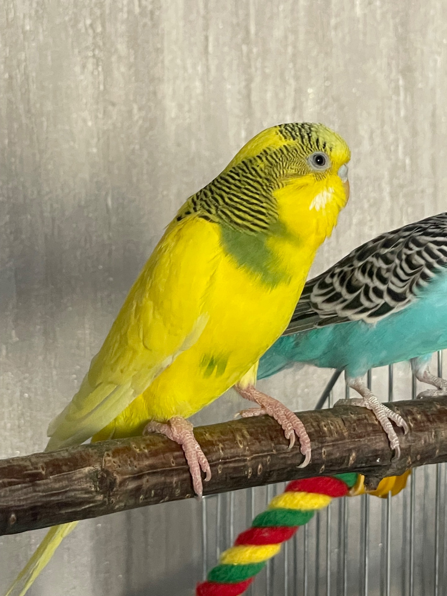 Хвиляста молода дівчинка