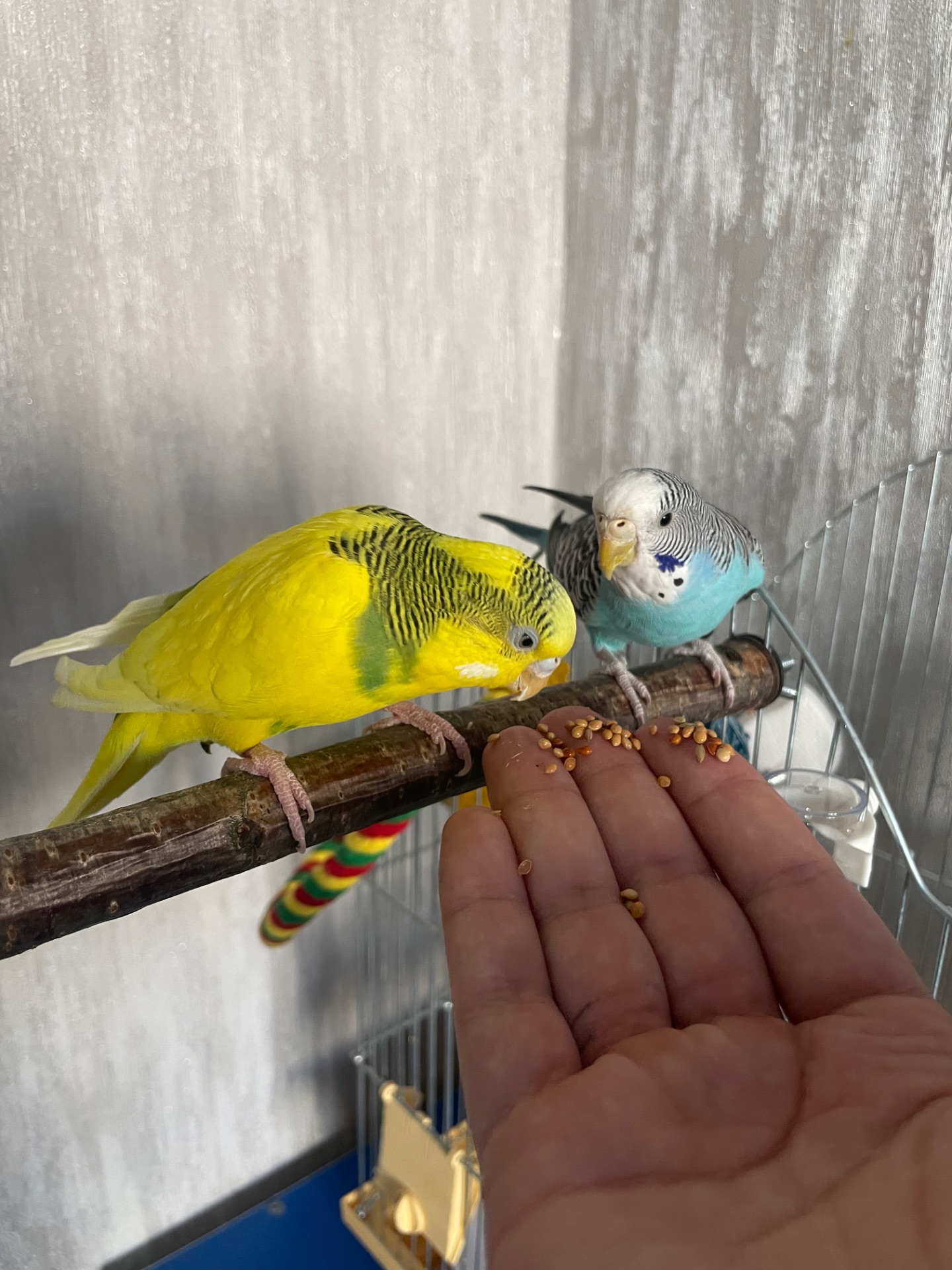 Хвиляста молода дівчинка