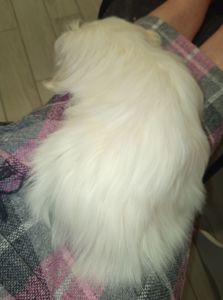 Мальчик мальтийской болонки