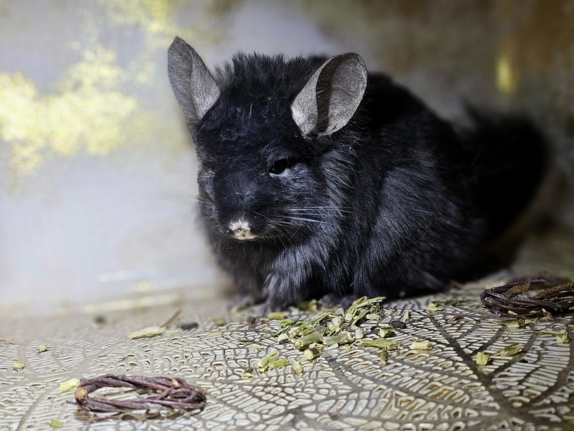 Чёрная Ангора Девочка