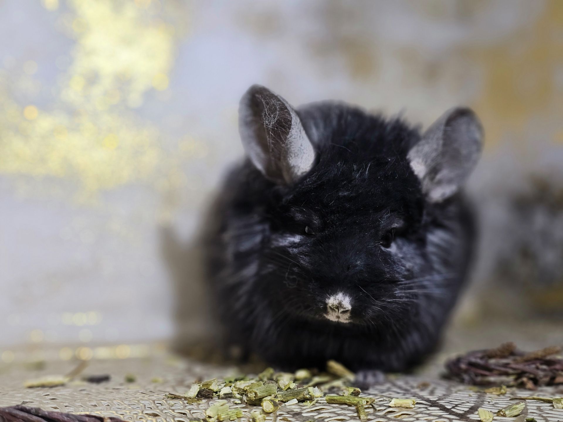 Чёрная Ангора Девочка