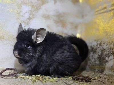 Чёрная Ангора Девочка