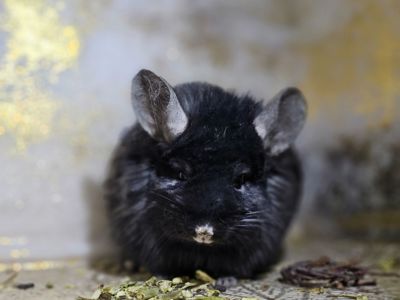 Чёрная Ангора Девочка