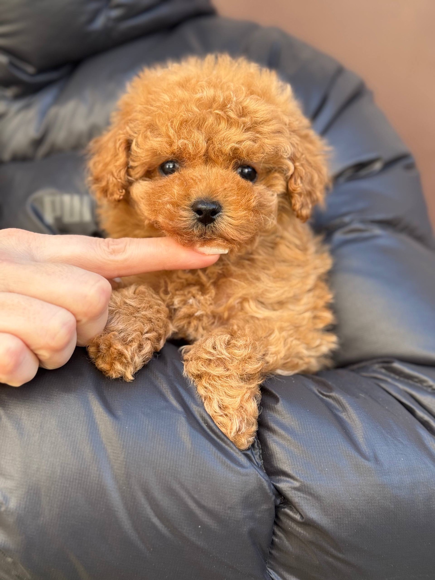 Мальтіпу міні дівчинка карамель