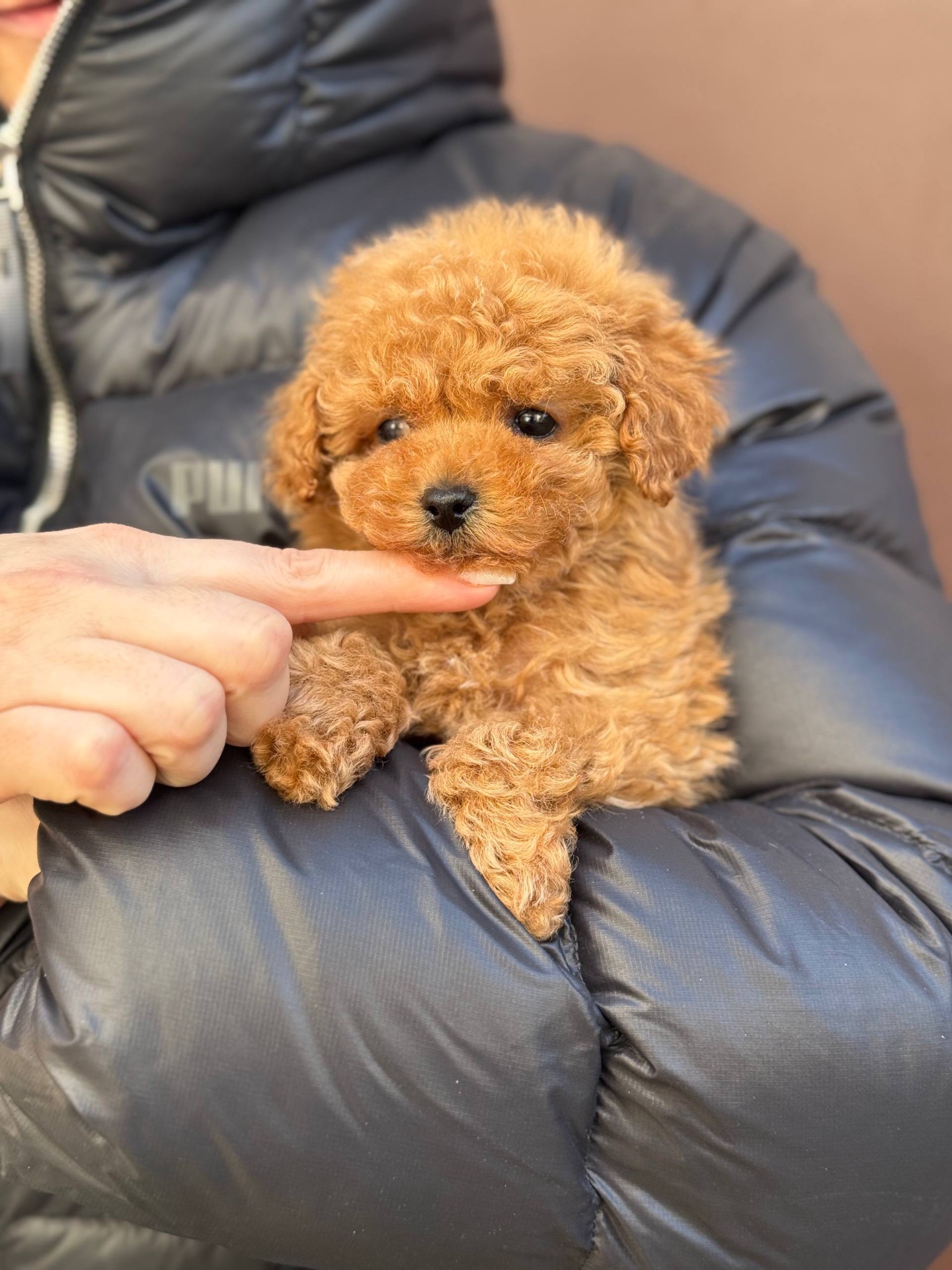 Мальтіпу міні дівчинка карамель