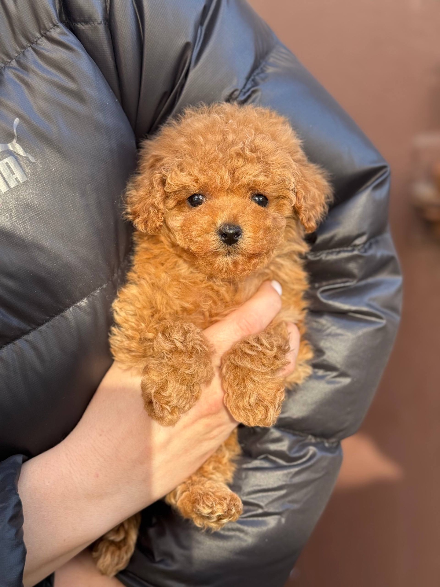 Мальтіпу міні дівчинка карамель
