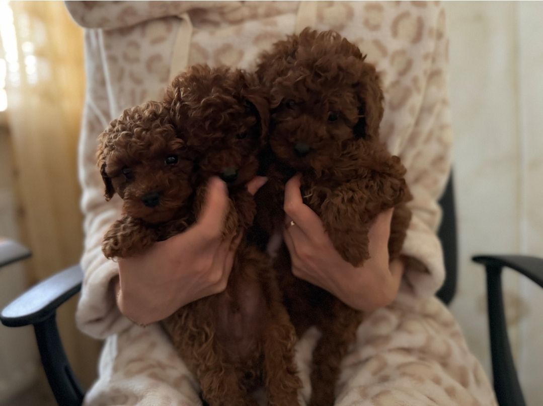 Цуценята той пудель red brown.