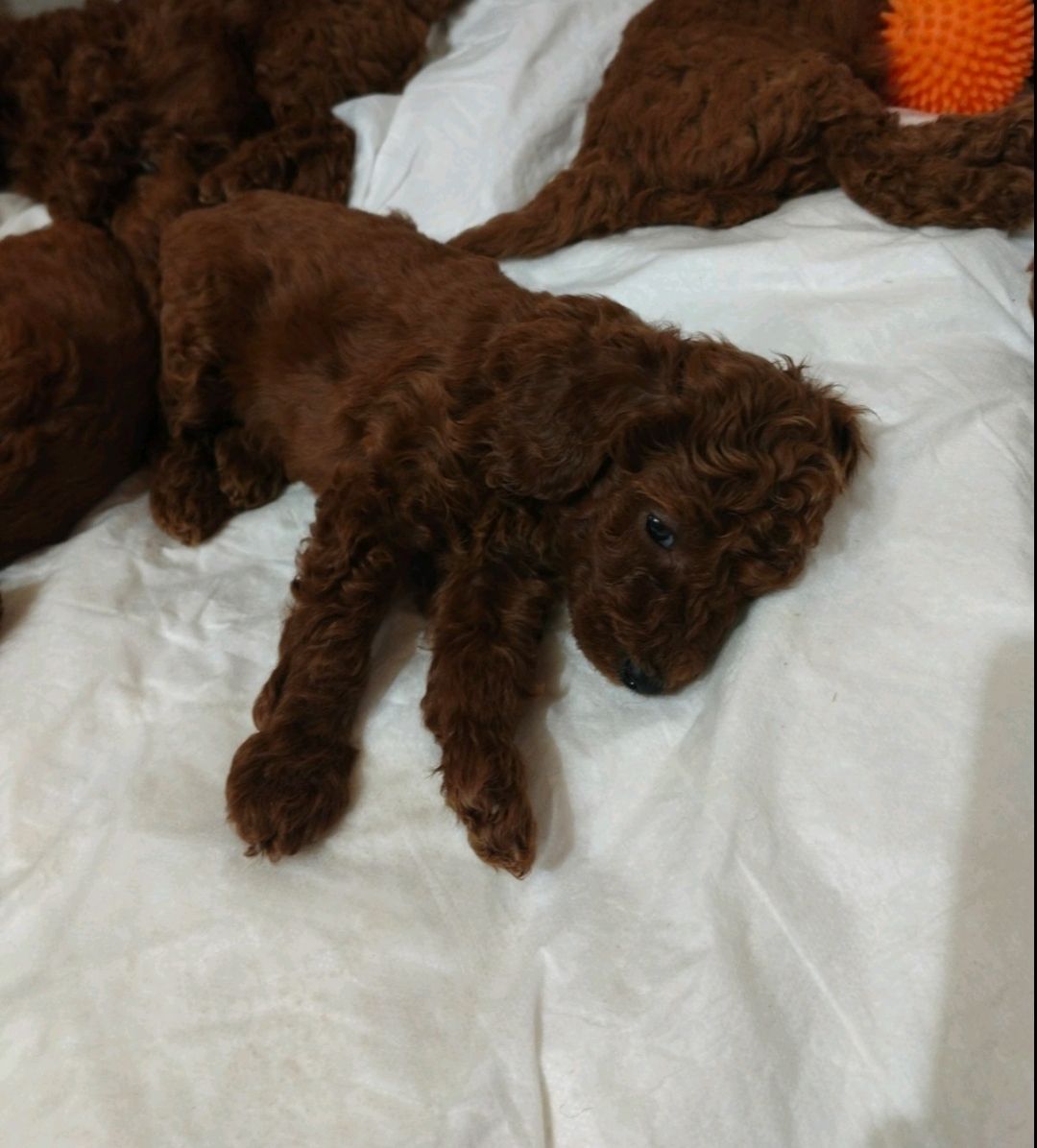 Цуценята той пудель red brown.