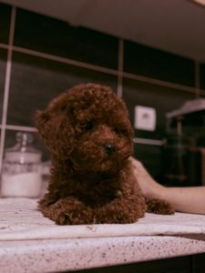 Цуценята той пудель red brown.