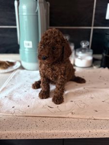 Цуценята той пудель red brown.