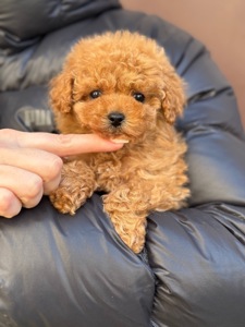 Мальтіпу міні дівчинка карамель