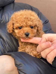 Мальтіпу міні дівчинка карамель