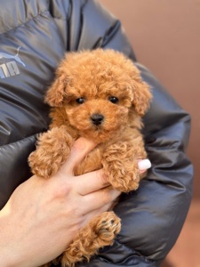 Мальтіпу міні дівчинка карамель