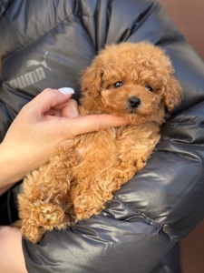 Мальтіпу міні дівчинка карамель