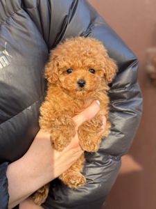 Мальтіпу міні дівчинка карамель