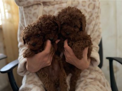 Цуценята той пудель red brown.