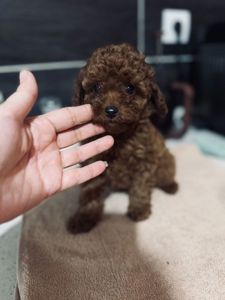 Цуценята той пудель red brown.