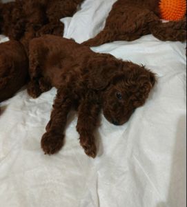 Цуценята той пудель red brown.