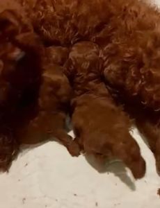 Цуценята той пудель red brown.