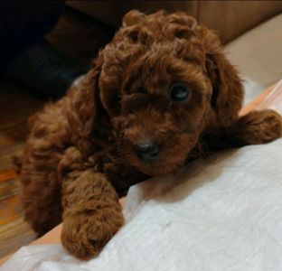 Цуценята той пудель red brown.