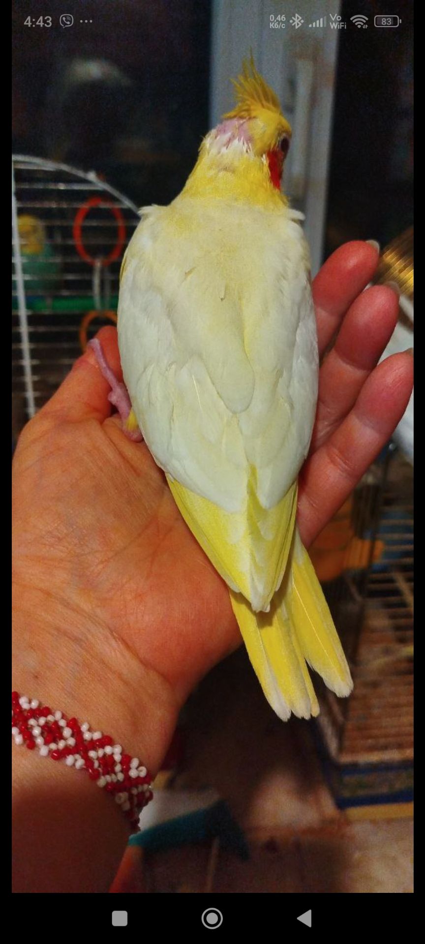 Малюки корели, хлопчики