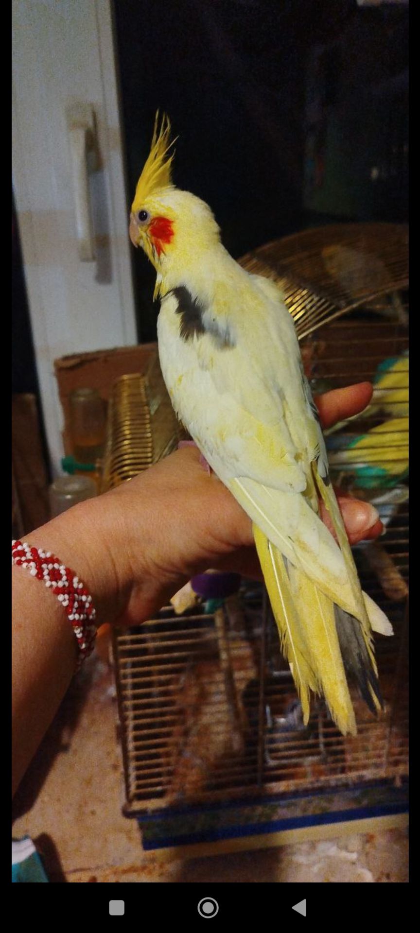 Малюки корели, хлопчики