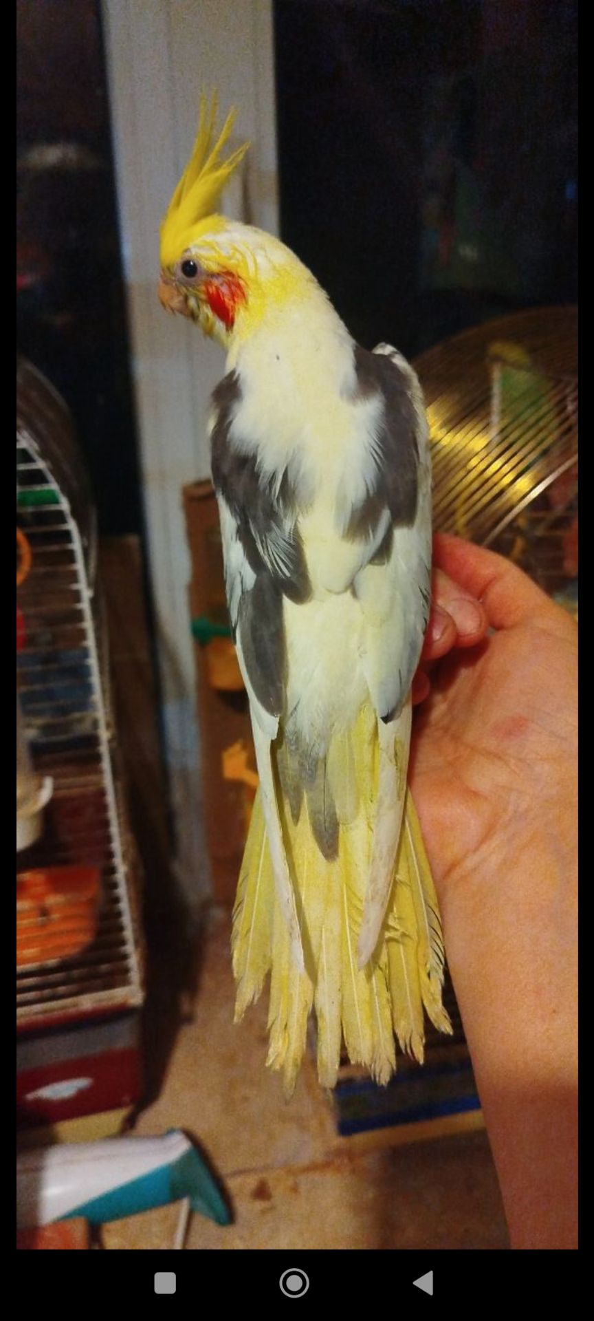 Малюки корели, хлопчики