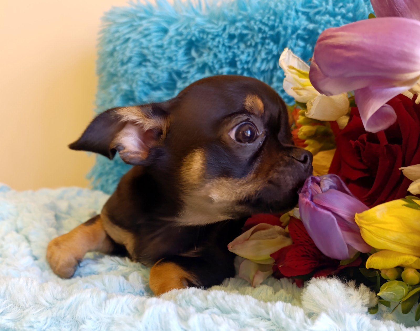 Чіхуахуа - чудові цуценята