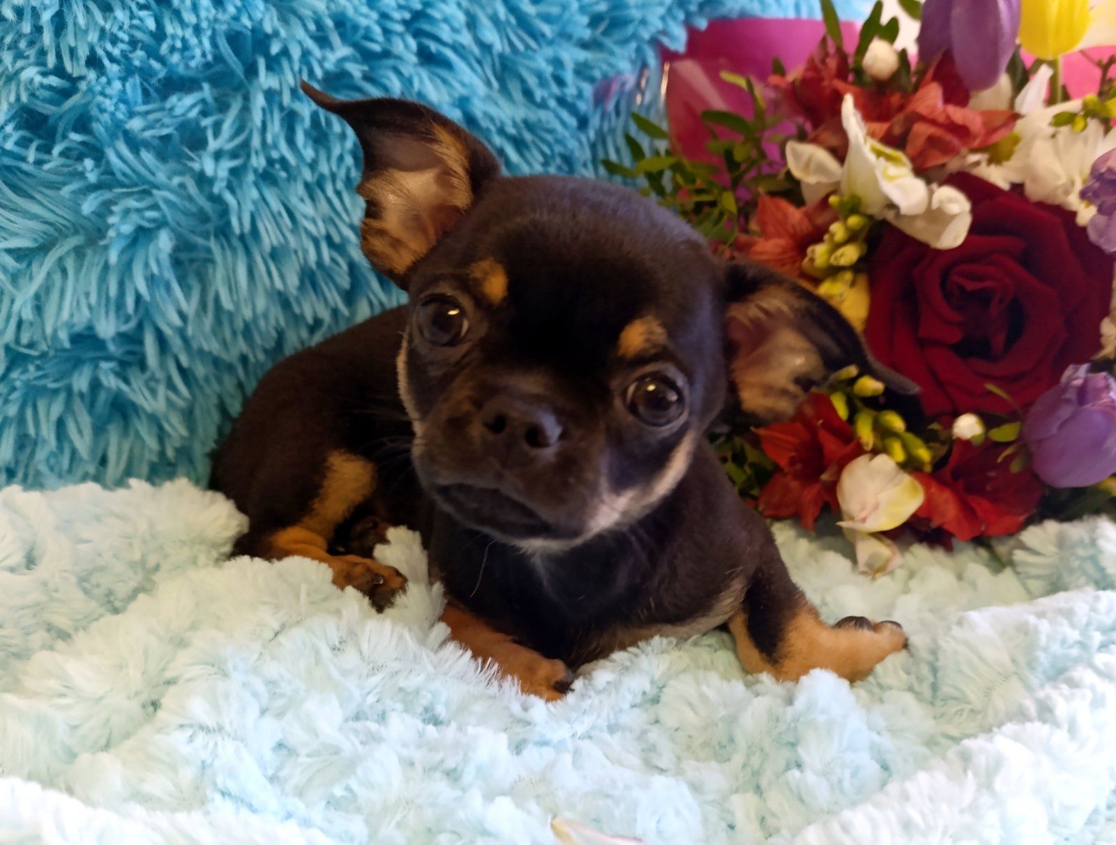 Чіхуахуа - чудові цуценята