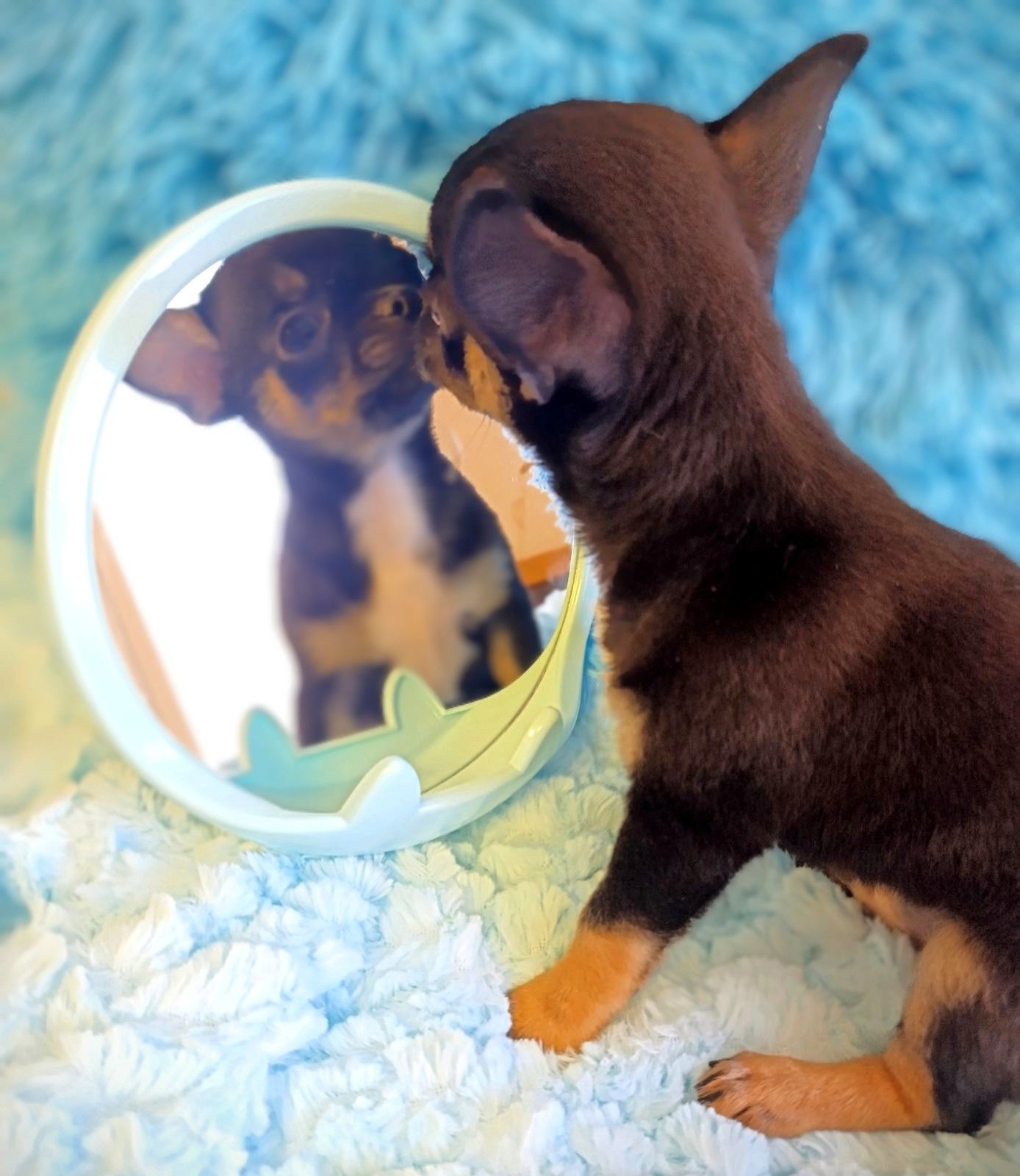 Чіхуахуа - чудові цуценята