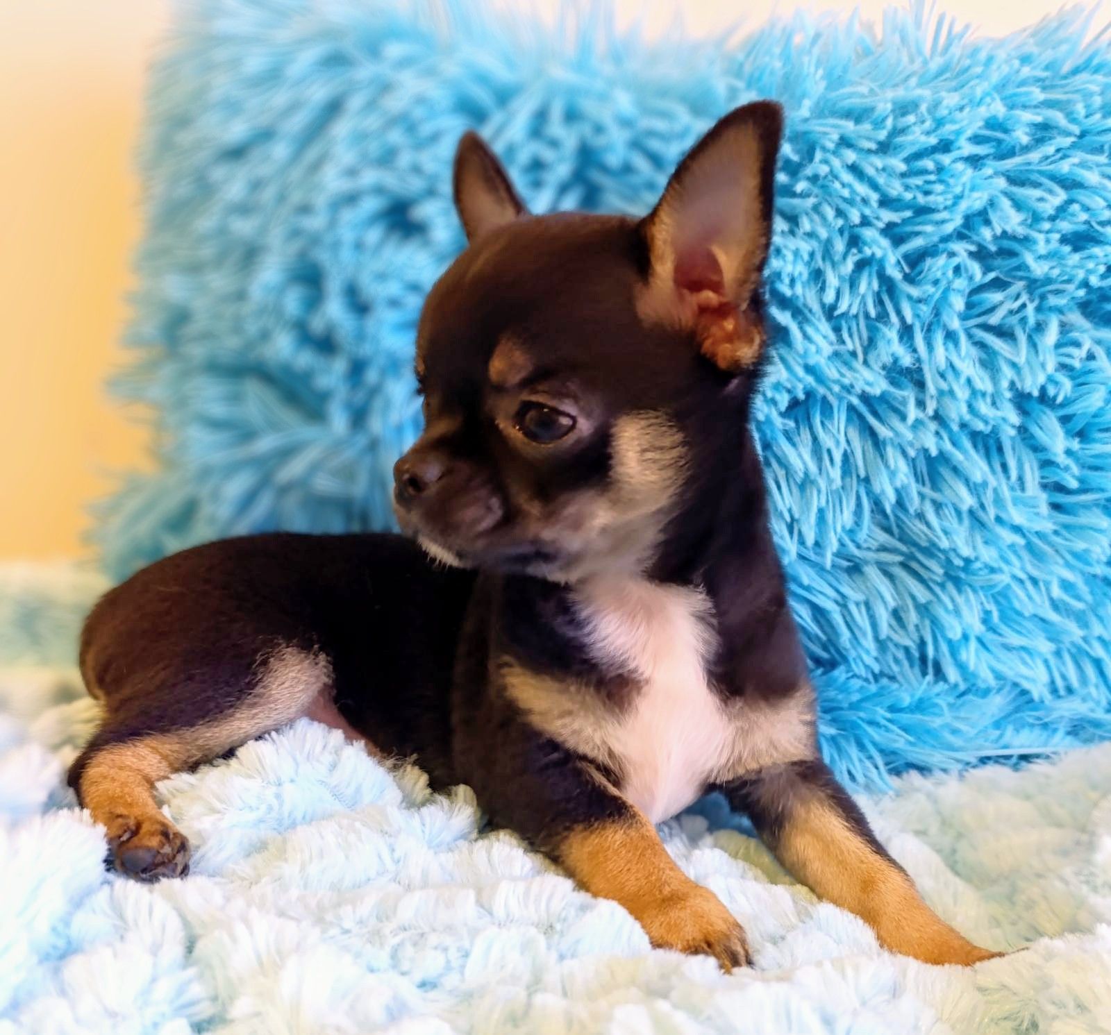 Чіхуахуа - чудові цуценята