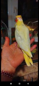 Малюки корели, хлопчики