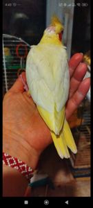 Малюки корели, хлопчики