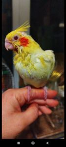 Малюки корели, хлопчики