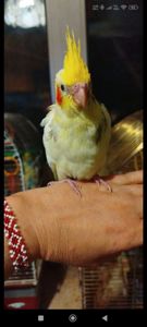 Малюки корели, хлопчики