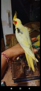 Малюки корели, хлопчики