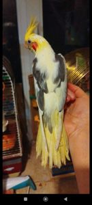 Малюки корели, хлопчики