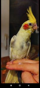 Малюки корели, хлопчики