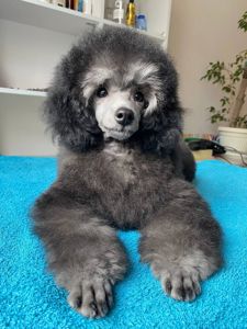 Цуценята пудель мініатюра СРІБЛО