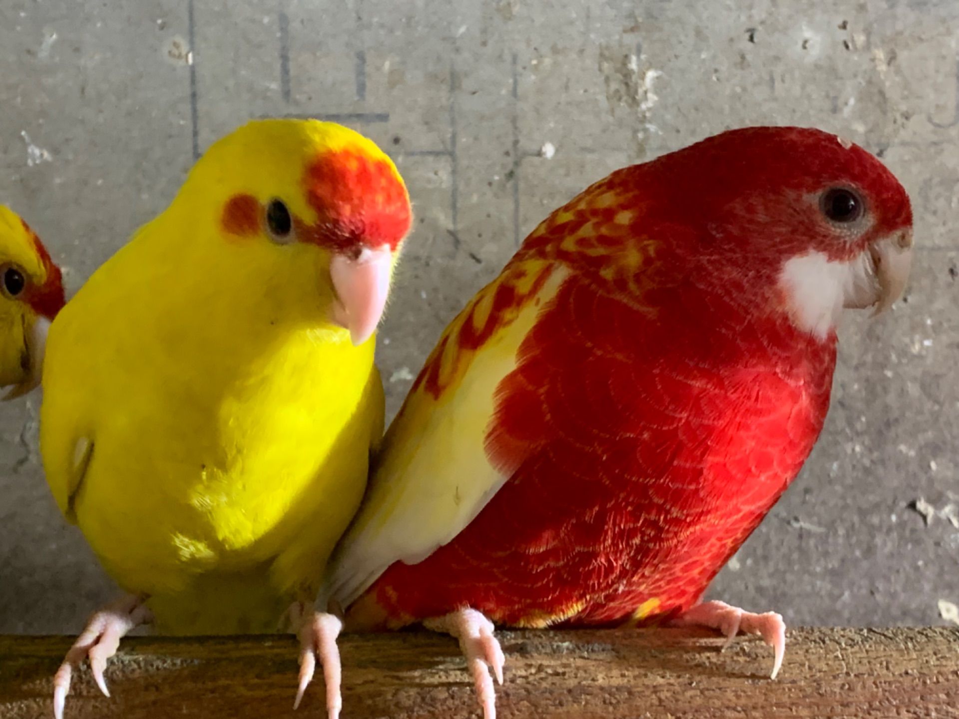 Какаріки папуги молоді самці та самки